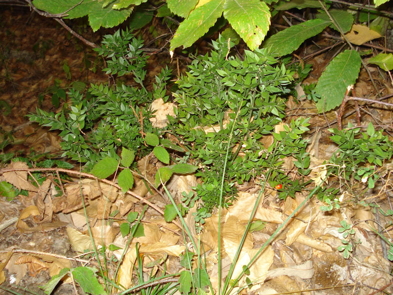 Ruscus aculeatus/Pungitopo